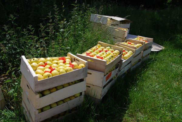 Billehou4 les pommes